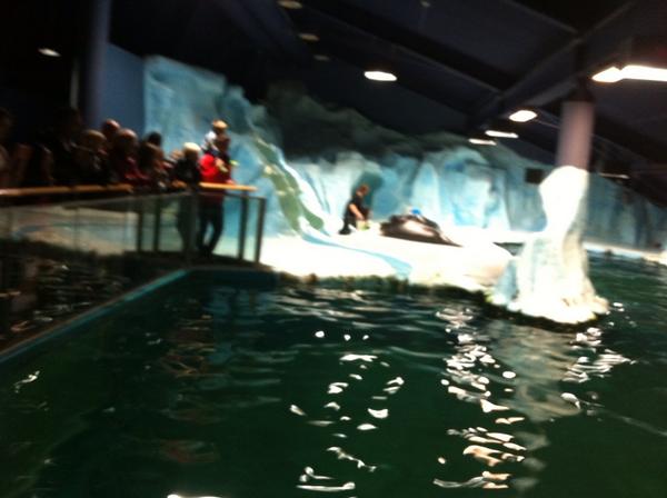 Parce que les phoques  jouent aussi aux Échecs