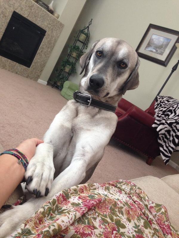 itsarmanidog's tweet photo. chillin with the gf http://t.co/qM9i7G7DOx