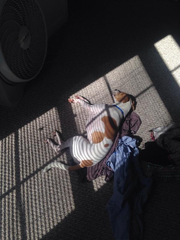 thugollie's tweet photo. Getting my tan on! #Summer2014 #Bark http://t.co/PNubDml477