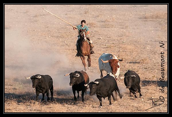 natdb64's tweet photo. Embarque de los toros de @FermnBohorquez para la matinal de rejones de DAX !!! Muy Bien @CarleteD !!! http://t.co/pUUUK8W0Oc