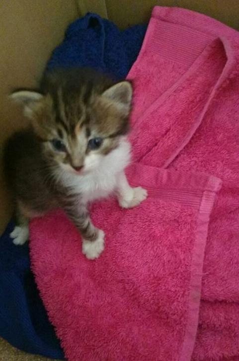 AYUDA para Ze, gatita lactante rescatada que busca acogida/adopción :) facebook.com/events/3748303… CTO: @Hijosdel77