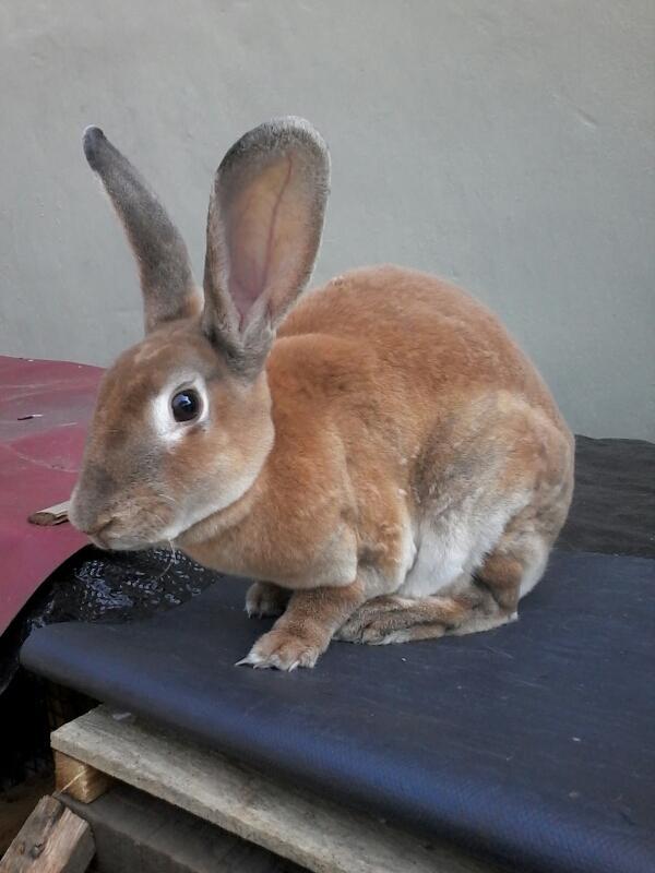 KevinoRabbit's tweet photo. Dijual kelinci indukan betina rex usia 7bulan dari hasil ternak sendiri harga 300k aja :D http://t.co/C1pmF1Ezad