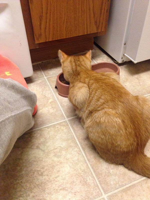 love_ericaxann's tweet image. he's even adorable when he eats. #gregory #kittenobsessed