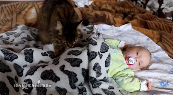 insight_co_kr's tweet image. ‘자장자장’ 안마로 갓난 아기 재우는 '자상한' 고양이. 졸린 눈으로 잠못 이루는 아기에게 고양이가 찾아와 토닥토닥 안마를 해주는 영상이 눈길 goo.gl/WJBoeC