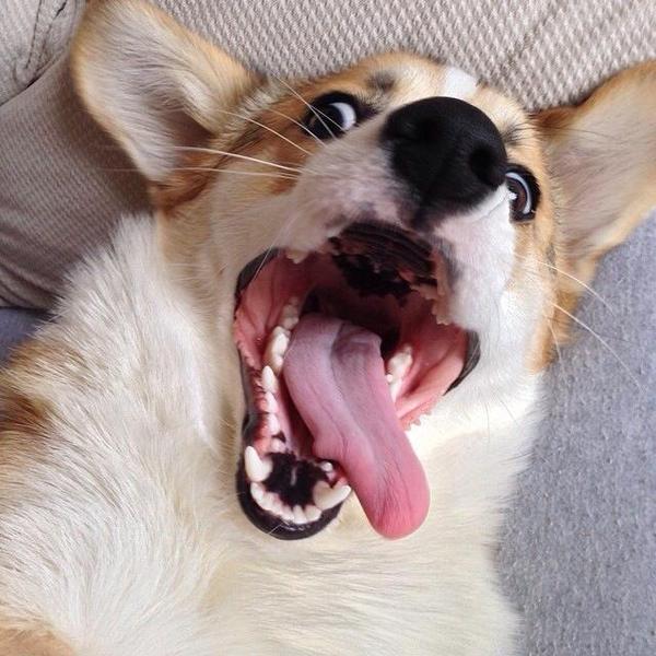 CorgiClub's tweet image. Attack of the Shark Week Corgis Photo Contest: corgiclub.org/attack-of-the-… Vote for your favorites!