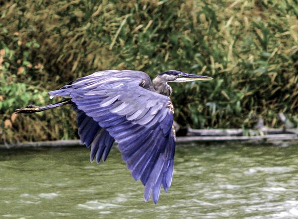 ADouglasPhotos's tweet image. A great blue heron makes a swing past our usual meeting place as he heads home for the night. #Kamloop #GreatNature