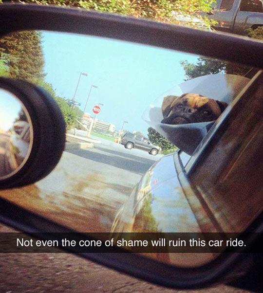 MensHumor's tweet photo. Not even the cone of shame will ruin this... http://t.co/AVQ2rPUfuX