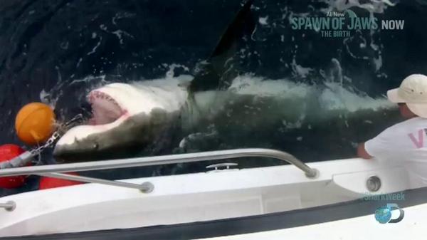 SharkWeek's tweet photo. This will be the largest shark ever tagged anywhere in the world! http://t.co/ucUepK7vN4