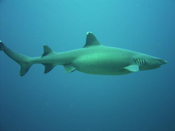 oceana's tweet image. #SharkFact: Some #shark moms can be pregnant for up to two years. ow.ly/AiU2m #supermoms #SharkWeek