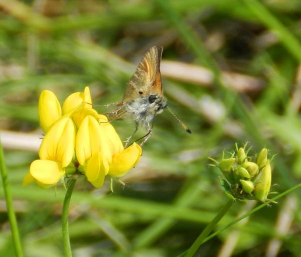 Zwartsprietdikkopje in het  Vechtdal <a href="/vlinderNL/">De Vlinderstichting</a> @VechtdalTIP