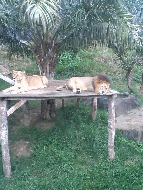 junaedi8145's tweet photo. Lion sleep http://t.co/BPeYEGxCzm