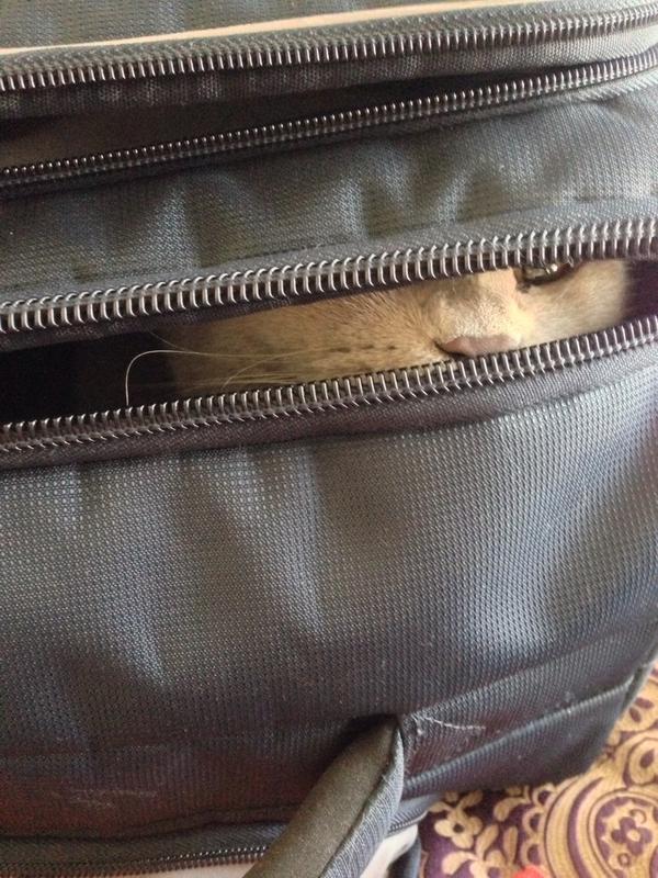 ystepnova's tweet image. Собираю вещи сыну в поездку в лагерь. Но кажется, у кота на август другие планы))