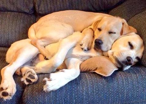 When there's no room on the couch... improvise!