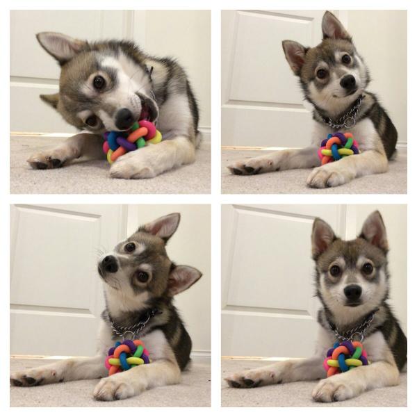 PinneysScot's tweet photo. Did someone say treats? http://t.co/CEN0BFffag