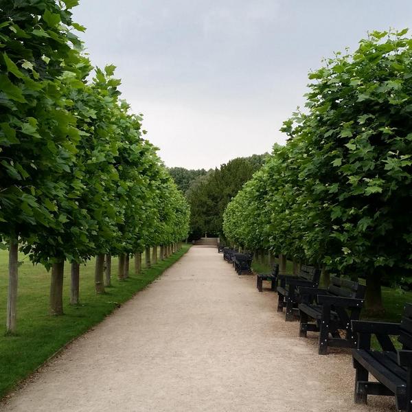 A walk in Rufford Park 
#Ruffordpark #trees #symmetry #photography
