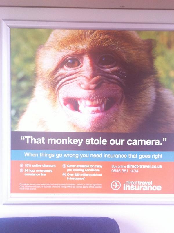 poppybarran's tweet image. @Chris_Stark #bali #monkeythief (other insurance companies are available)