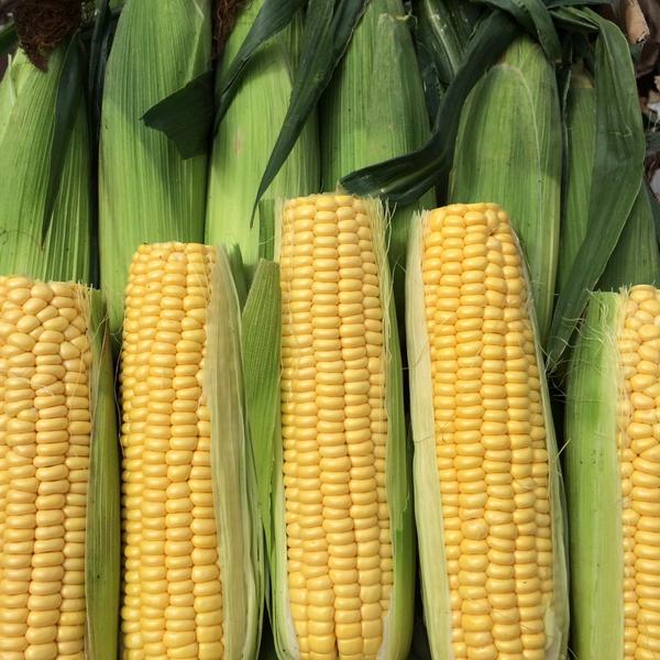 Best English sweetcorn now in stock 2 for £1