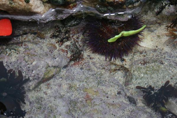 SEAteam_2OA's tweet photo. THIS is the reason for #YBGT25000Bags. Sea Urchins don't deserve to live like this! Conserve. Protect. Respect. #CPR http://t.co/3tR0WsfmuJ