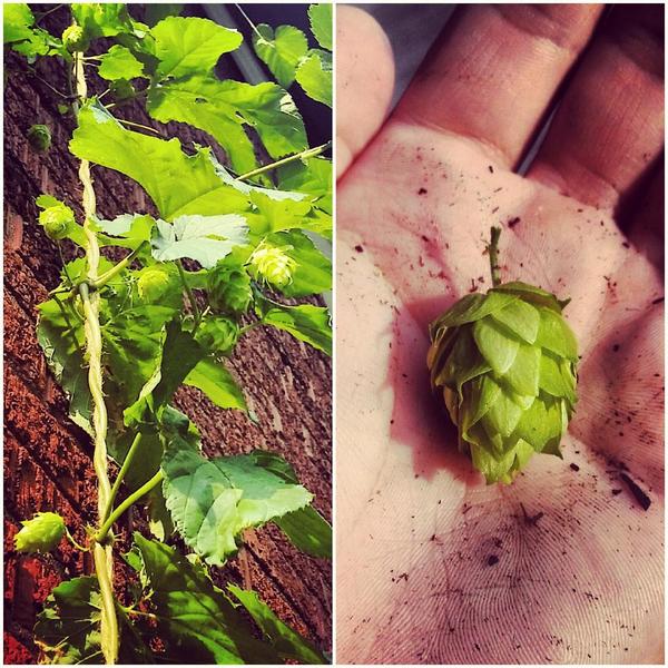 Cheviot_Drunk's tweet photo. Stayed at my parents' house since last Sunday, came home to a bine full of cones. #galena #hops #craftbeer http://t.co/NBVgY2jje4