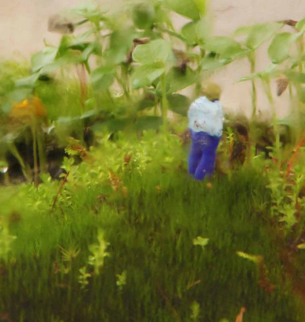 Austin Texas Eco (@Ecosferes) on Twitter photo 2014-08-02 14:35:59 Dapacu Ecosferes, Austin Texas Miniature Forest Just Born Dapacu Ecosferes, Austin Texas Miniature Forest Just Born