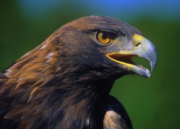 黄金 در توییتر 猛禽類イケメン最強図鑑 イヌワシ Golden Eagle ユーラシア大陸 北アメリカ大陸に広く分布し 総合力を含めてこの鷲が最強だという説もある 中央アジアの亜種 ベルクート は崖からヤギを蹴り落とし 狼を狩る Http T Co Zs2sl59wne 黄金 در توییتر 猛禽類イケメン最強図鑑 イヌワシ Golden Eagle ユーラシア大陸 北アメリカ大陸に広く分布し 総合力を含めてこの鷲が最強だという説もある 中央アジアの亜種 ベルクート は崖からヤギを蹴り落とし 狼を狩る Http T Co Zs2sl59wne