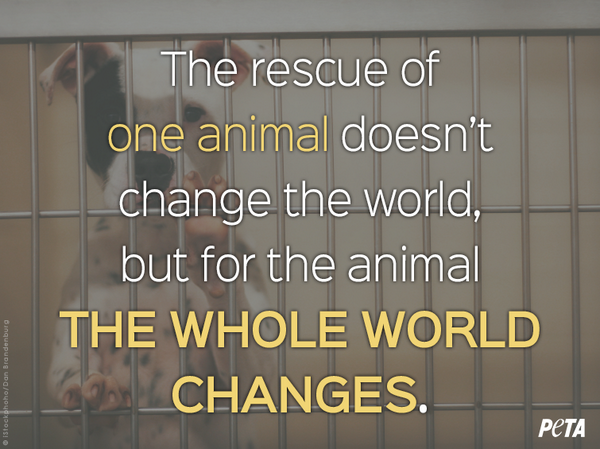 💛 #AdoptDontBuy 💛