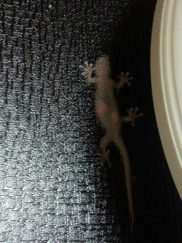 8_______26's tweet photo. 俺の家の窓によく来るヤモリ妊娠してる http://t.co/cTmsv78RQs