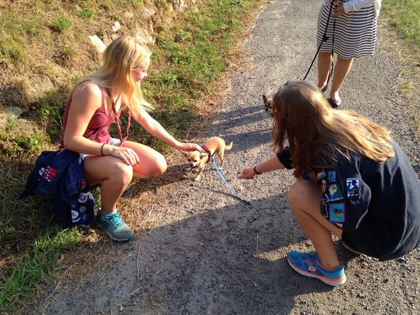 RavnehusTrop's tweet photo. Tropsledelsens #opgave2. Meget lille hund! #Ravnehustrop14 #solskin http://t.co/aHfCOgFkcF