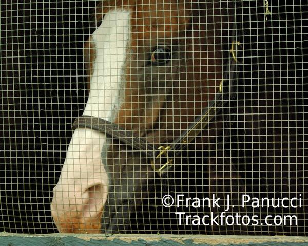 3yo Champ Will Take Charge waiting to race today in the Whitney