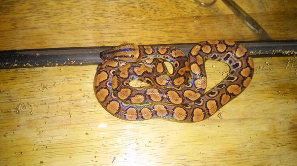 Tender Vigilante tweet media