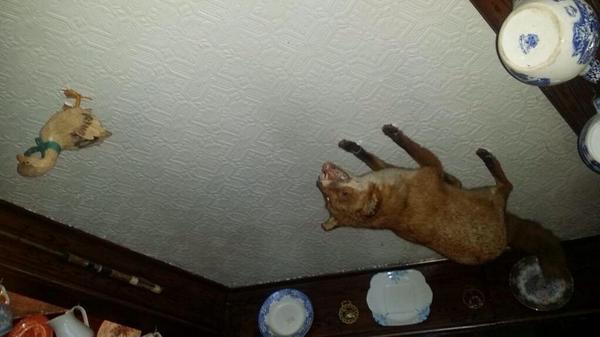 Crap Taxidermy On Twitter Oh What A Feeling We Re Dancing On