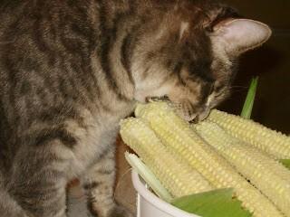 Можно котам кукурузу. Кот с кукурузой. Кот кушает кукурузу. Кошка и кукуруза. Кот ест кабачок.