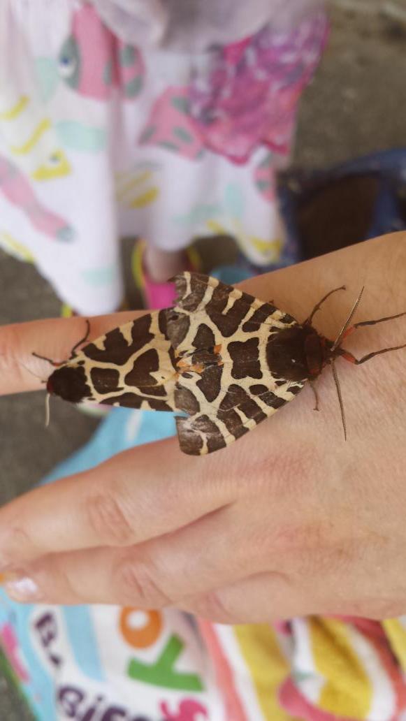 JuneFoxStudio's tweet image. Look what I found on holiday at Bournemouth beach. Tiger moth? @savebutterflies