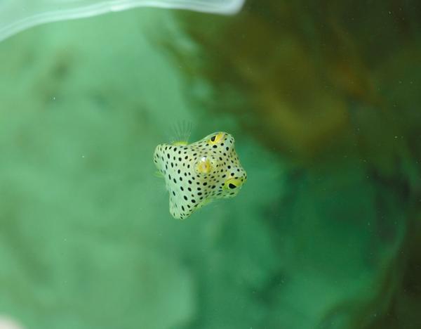葛西臨海水族園 公式 飼育係の作業場側から水槽に近づくと エサがもらえると思って魚たちが寄ってきます 写真はミナミハコフグの 幼魚 ヒレを使って上手に上を向いて泳いでいますね ふきゅー Kasai25 Http T Co Gezjo1uz1z 葛西臨海水族園 公式 飼育係の作業場側から水槽に近づくと エサがもらえると思って魚たちが寄ってきます 写真はミナミハコフグの 幼魚 ヒレを使って上手に上を向いて泳いでいますね ふきゅー Kasai25 Http T Co Gezjo1uz1z