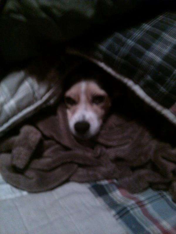 GreatMist's tweet image. Hiding in the fortress of pillows.