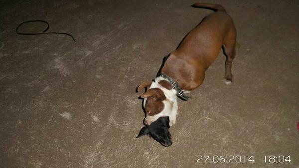 JonathanLabusc1's tweet image. Lunch time....#pitbull