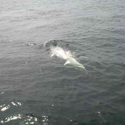 davidclark17's tweet photo. Got my first tuna today what a rush #pei http://t.co/oe0txFWaKE
