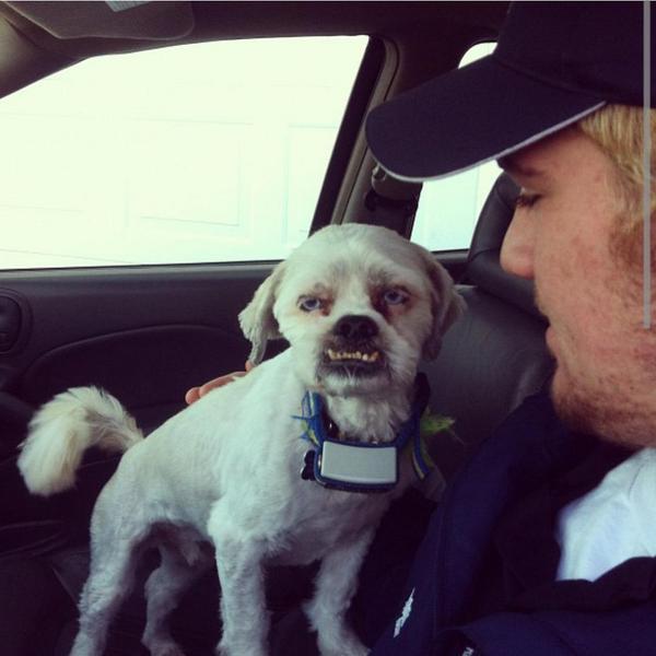 mcdiarmid22's tweet photo. @Peaks10 @shaggums_07 @E_Jones07 hey sick dog #likepetlikeowner http://t.co/xSIhxTYPyx