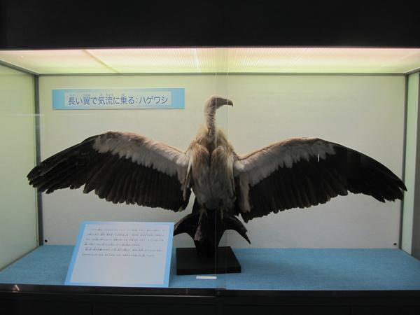 ゴマバラワシの剥製 レプリカのハクトウワシの剥製の詳細についてはコメント欄を見てね : r