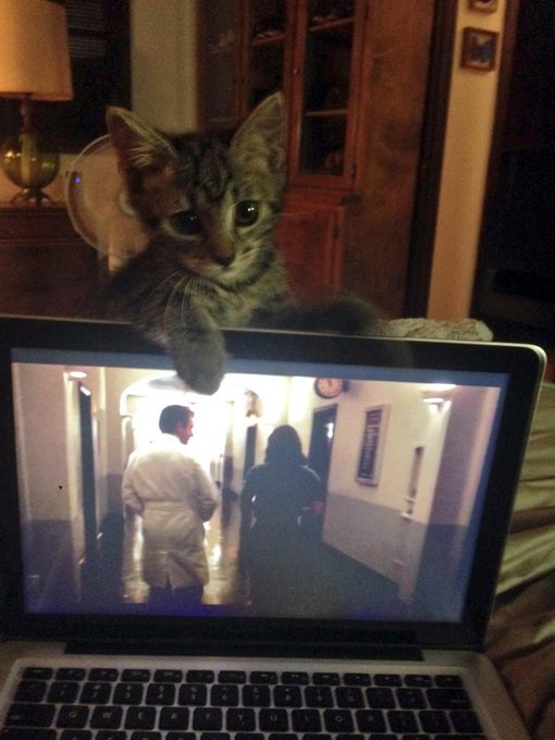 My new kitty doesn't want me to watch Masters of Sex. Who knew a pretty pussy was such a cock block.<a href="/tag/gato"class="tags"><span>#gato</span></a>