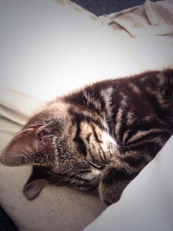 Fijn. De hele nacht wakker gehouden door deze hier. En uiteraard ligt ze nu lekker voor me neus te pitten. 😭