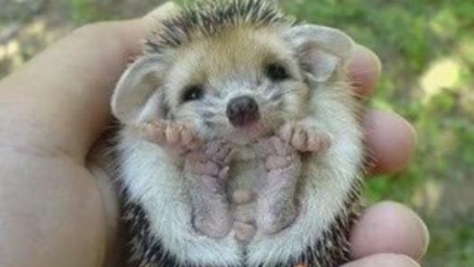 Embedded image permalink