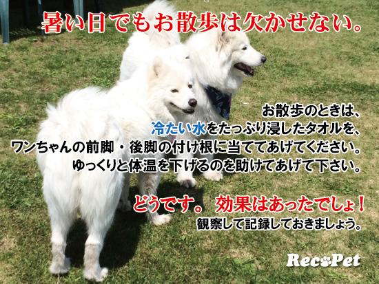 RecoPetCom's tweet photo. 暑い日でもお散歩にはいかなくちゃ。

あなたの優しさが命を救います。

詳しくは、こちら��� 
http://t.co/njqpHT31Fd  http://t.co/Q13xHHK3Rv