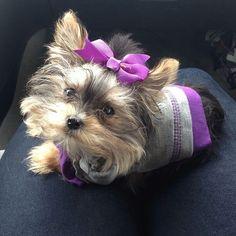 MeSoMiniMisa's tweet photo. I feel a little bored... http://t.co/URY3Gl49KO