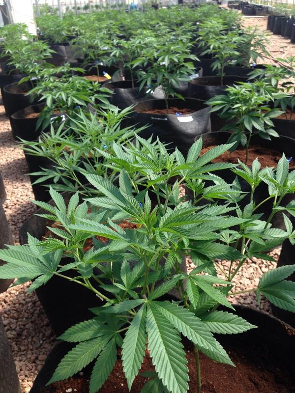michaelusher's tweet photo. Interested to see how many support or oppose legalising marijuana for medicine. Our story tonight @60Mins. #60Mins http://t.co/3zEospyQQb