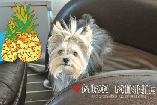 MeSoMiniMisa's tweet photo. uh oh... Is it just me or do I have a pineapple head? LOL Lets see some pineapple head photos! http://t.co/EswSnJwlJb