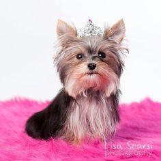 MeSoMiniMisa's tweet photo. Princess Misa. http://t.co/JGtyFry0hz