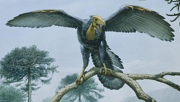 古代種生物図鑑 A Twitter カラー復元イラスト 始祖鳥 ジュラ紀後期 1億4600万年 1億4100万年前 の地層から発見されたカラスほどの大きさの始祖鳥は最古の鳥類とされています T Co 6fqxdbk5z2