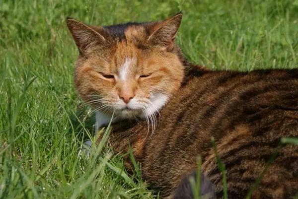 Helma44's tweet image. Sterrenburg waar zijn deze twee schatten. Lilly en Kiki. Van de aardbodem verdwenen. Please RT.