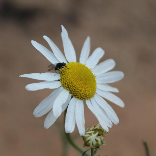 A fly on a Flower 
#bigdaisy #fly #flowers #photography
